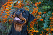 Beautiful rottweiler dog head outdoor portrait on green bushes with orange berries natural background.