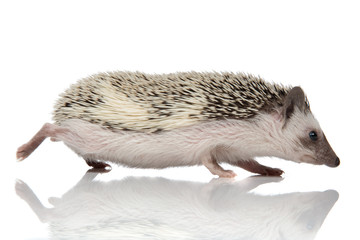 Wall Mural - Side view of a frightened hedgehog running