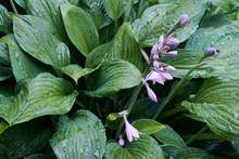 Hosta Flowers And Foliage  In The Rain
