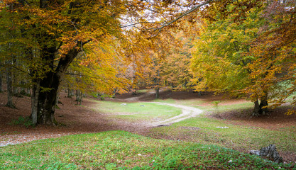 Foliage during autumn season at Monte Livata, Simbruini Mountains, near Subiaco, Lazio, Italy.