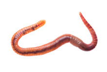 Macro Shot Of Red Worm Dendrobena, Earthworm Live Bait For Fishing Isolated On White Background.