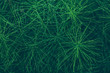 Background of green horsetail twigs. Natural abstract background from leaves, lines, branches, horsetail tubes