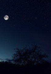 Wall Mural - big moon