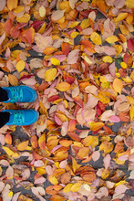 Blue Sneakers On The Sidewalk That Is Covered By Orange And Yellow Fall Leaves