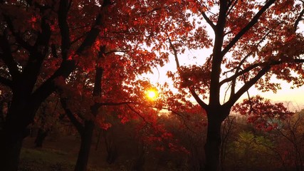 beautiful trees with red leaves at sunrise in city park
