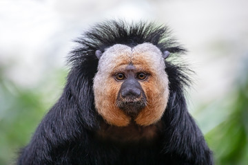 Close up view of white faced monkey