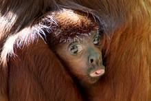 Red Howler Monkey Baby