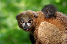Red Bellied Lemur In Natural Habitat