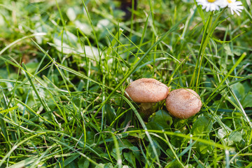 Two mushrooms grow in the forest, natural background. Nature concept.