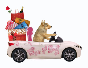 Wall Mural - The dog drives a car painted with beautiful pink flowers with gift bags. White background. Isolated.