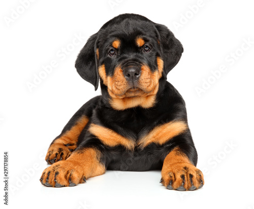 Fotomural Rottweiler puppy lying on a white background