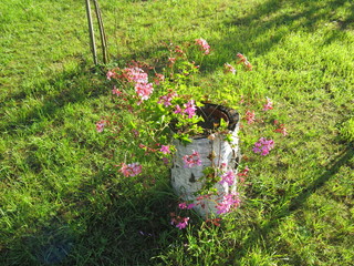 landscape design: small pink flowers and the trunks of birch trees