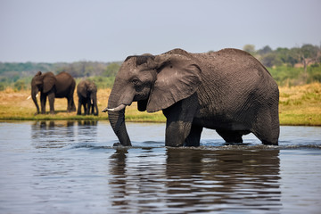 Poster - Elephant, Loxodonta africana walks the river.