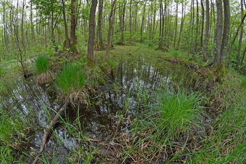 Sticker - Sumpf im Nationalpark Biebrza - Marsh in Biebrza National Park