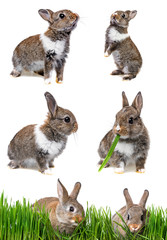 Wall Mural - little brown rabbits eating grass