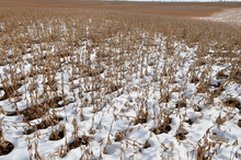 Unharvested Soybean Crop Partially Covered By Early Season Snow.