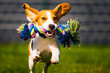 Beagle dog jumping and running like crazy with a toy in a outdoor towards the camera