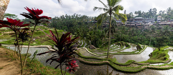 Red flower witnessing rice terraces 2