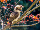 Fototapeta Tęcza - Side profile of a kookaburra sitting in a tree with autumn leaves in the background