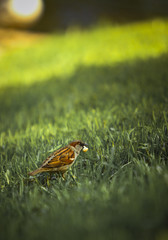 bird in the grass