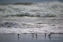 Sandpipers Hunting On The Beach By A Turbulent Shore