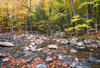 Canvas Print - landscape of autumn forest and stream