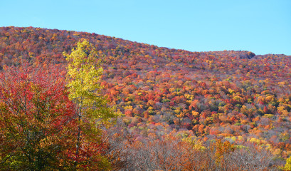 Poster - autumn mountain forest with colorful trees