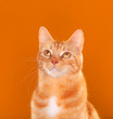 Beautiful ginger tabby cat staring upwards on orange background