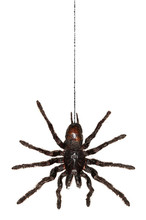 Black Hanging Tarantula Spider Handing From Its Web Isolated On White