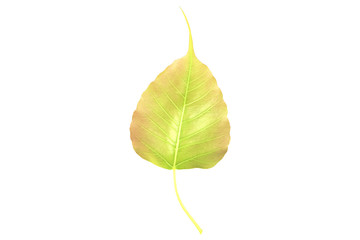 Wall Mural - The young gold Bodhi leaf isolated on center of white background with space for text.