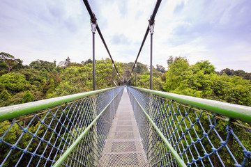 Walking over the green trees through a tree top walk in Singapore