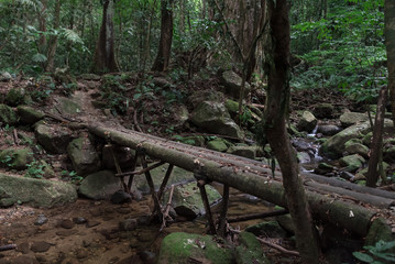 Wooden bridge in the forest