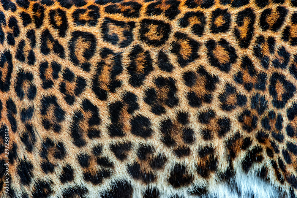 Real skin texture of Leopard - obrazy, fototapety, plakaty 