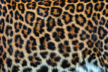 real skin texture of leopard