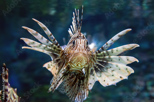 Photographie Beautiful lion fish hovering in mid water hunting for small prey in blue water
