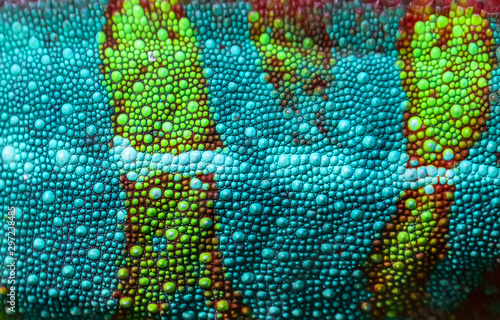 Fotografía Close-up of the skin of a Panther Chameleon