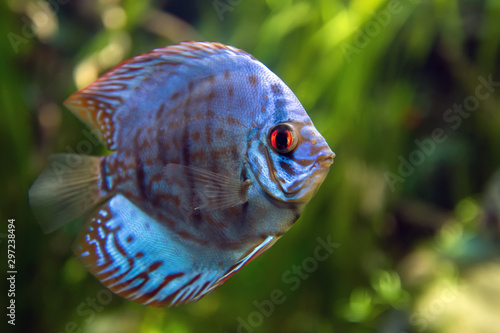 Photographie Discus in an aquarium on a green background