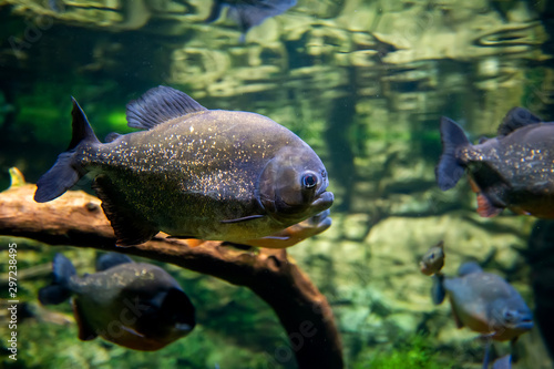 Piranha fishes in a natural environment Tableau sur Toile