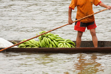 Banana Transport On River Napo, Ecuador
