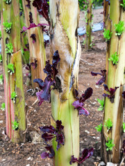 Poster - Organic vegetables grown on banana stems.