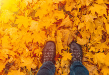 Men Legs With Jeans And Brown Shoes Standing In Orange Maple Autumn Leaves