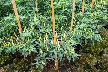 Wall Mural - Fresh chilli trees are blooming in the field.