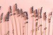 Dried lavender flowers on pink background