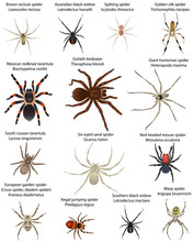 Collection Of Different Species Of Spiders In Colour Image