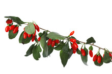 Twig With Fresh Goji Berries On White Background