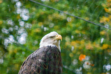 Portrait of a bald eagle (lat. haliaeetus leucocephalus)