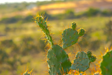 Sticker - cactus in the sun
