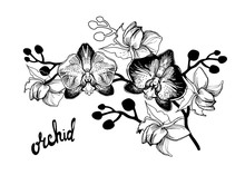 Black And White Hand Drawn Sketch With Spotty Orchids Flowers On White Background And Brush Pen Lettering Calligraphy Phrase. Can Be Used For Printing On Wrapping Paper, Greeting Card, Postcard.