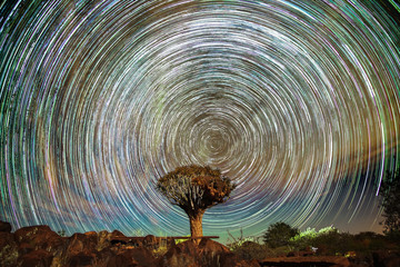 Wall Mural - night landscape of star trails over quiver trees forest at keetmanshoop, namibia.