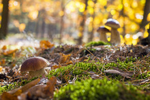 Three Porcini Mushrooms Grows In Wood